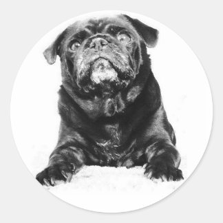 Pegatina Redonda Pug - Negro PUG Negro y Blanco