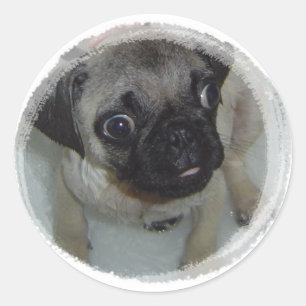 Pegatina Redonda Pug Puppy