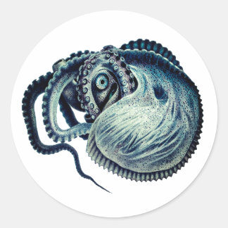 Pegatina Redonda Pulpo Calamar Nautilus Argonauta