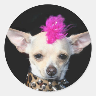 Pegatina Redonda Punk de la chihuahua