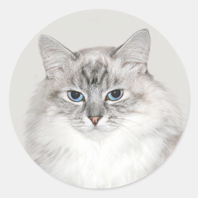 Pegatina Redonda Punto azul Gato himalayo (Anverso)