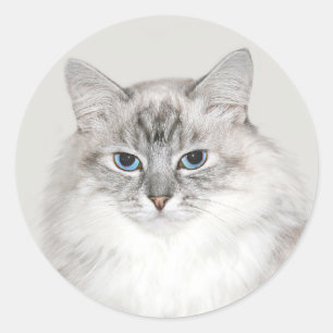 Pegatina Redonda Punto azul Gato himalayo