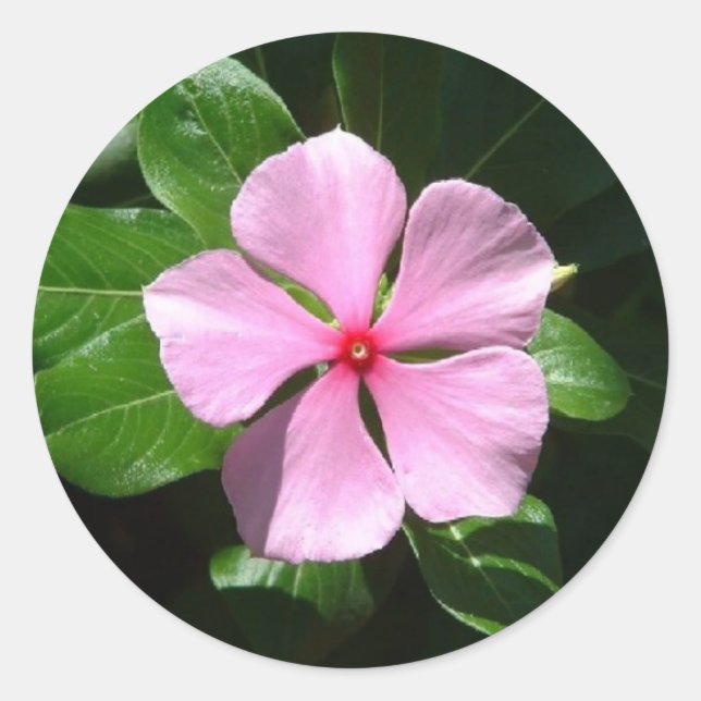 Pegatina Redonda Punto Rosado (Anverso)