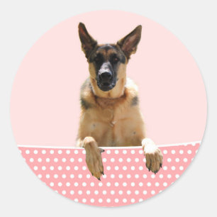 Pegatina Redonda Puntos de polka rosada del perro pastor alemán