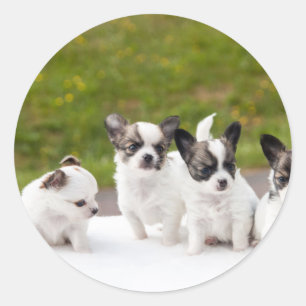 Pegatina Redonda puppies-453532.jpg