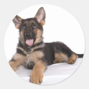 Pegatina Redonda puppy German shepherd
