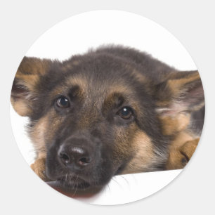 Pegatina Redonda puppy German shepherd