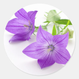 Pegatina Redonda purple bellflowers