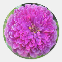Pegatina Redonda Purple Dahlia