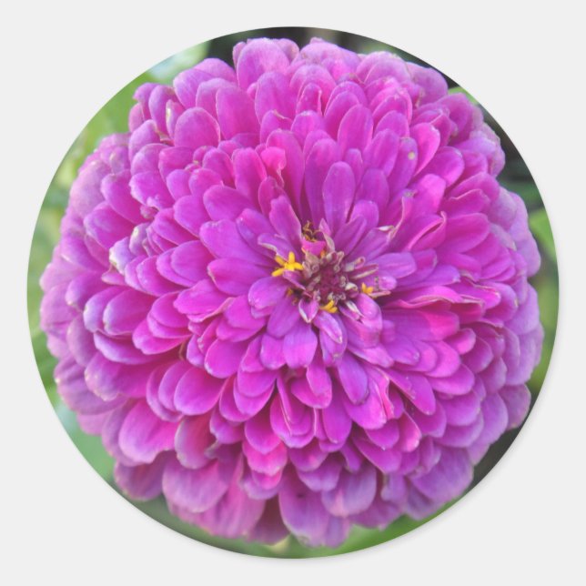Pegatina Redonda Purple Dahlia (Anverso)