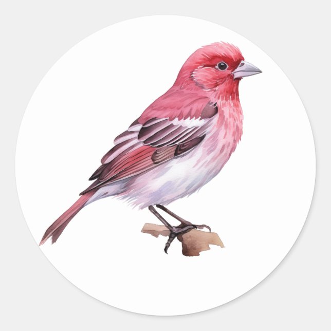 Pegatina Redonda Purple Finch (Anverso)