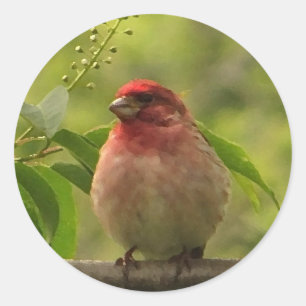 Pegatina Redonda Purple Finch