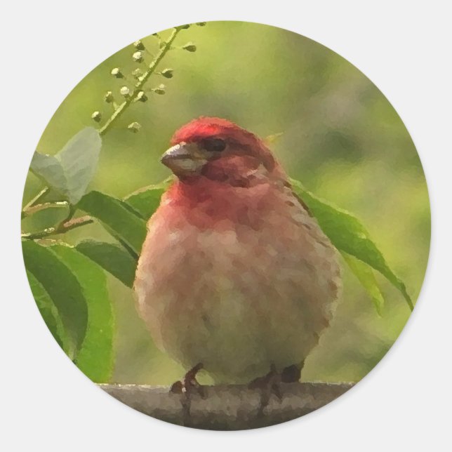 Pegatina Redonda Purple Finch (Anverso)