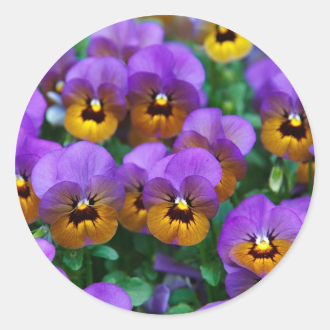 Pegatina Redonda Purple Pansies (Anverso)