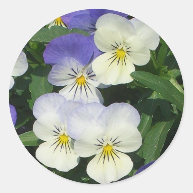 Pegatina Redonda Purple Pansies Garden Floral (Anverso)