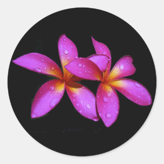 Pegatina Redonda Púrpura plumeria sobre fondo negro