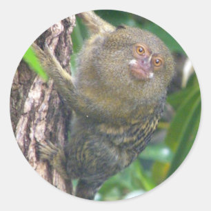 Pegatina Redonda Pygmy Marmoset