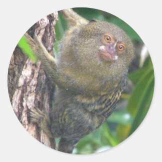 Pegatina Redonda Pygmy Marmoset