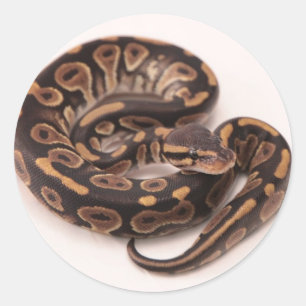 Pegatina Redonda Python de bolas negro y amarillo