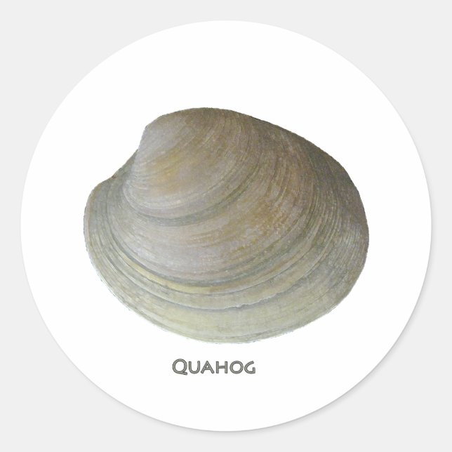 Pegatina Redonda Quahog Clam (Anverso)