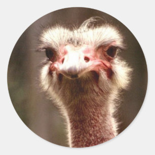 Pegatina Redonda ¿Qué estás mirando?