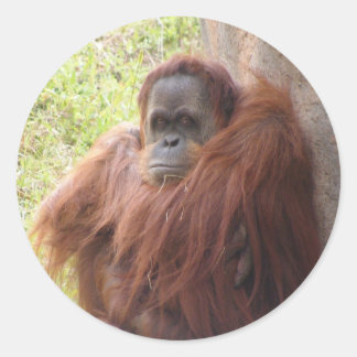 Pegatina Redonda ¿Qué hay para sonreír?