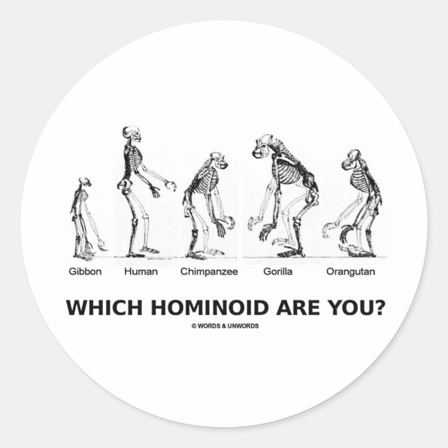 Pegatina Redonda ¿Qué Hominoide Eres? (Esqueletos de Hominid) (Anverso)