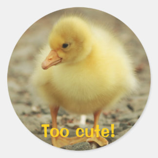 Pegatina Redonda ¡Qué lindo!