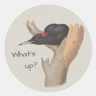 Pegatina Redonda ¿Qué pasa? Curioso pájaro carpintero negro John Go