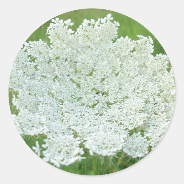 Pegatina Redonda Queen Annes Lace (Anverso)