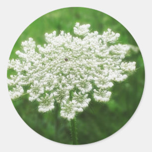 Pegatina Redonda Queen Anne's Lace 1 (Correa salvaje)