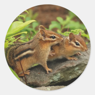 Pegatina Redonda Queriendo bebé Chipmunk