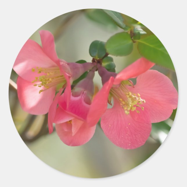 Pegatina Redonda Quince Glow de Flor Rosa (Anverso)