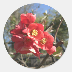 Pegatina Redonda Quince japonés en el parque