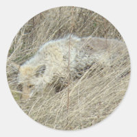R13 Coyote en Hierba Alta