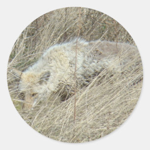 Pegatina Redonda R13 Coyote en Hierba Alta