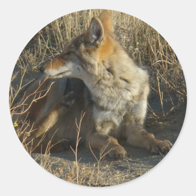 Pegatina Redonda R16 Coyote Rascando (Anverso)