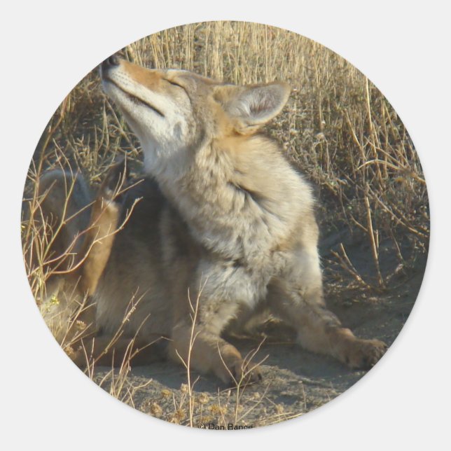 Pegatina Redonda R17 Coyote Rascando (Anverso)