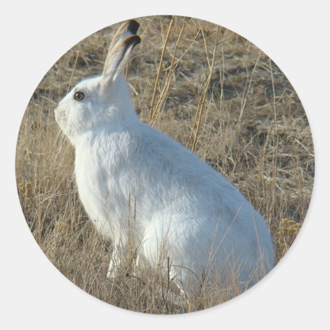 Pegatina Redonda R25 Snowshoe Hare (Anverso)