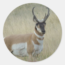 R8 Pronghorn Antelope Cara oscura