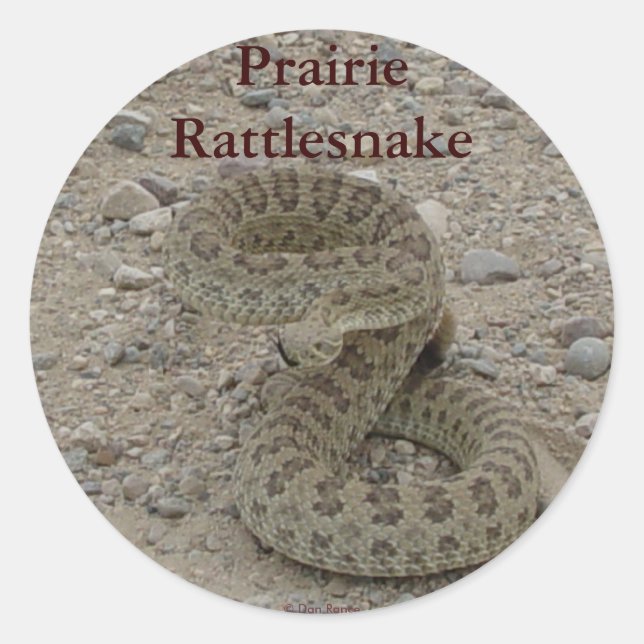 Pegatina Redonda R9 Prairie Rattlesnake Enrollado (Anverso)