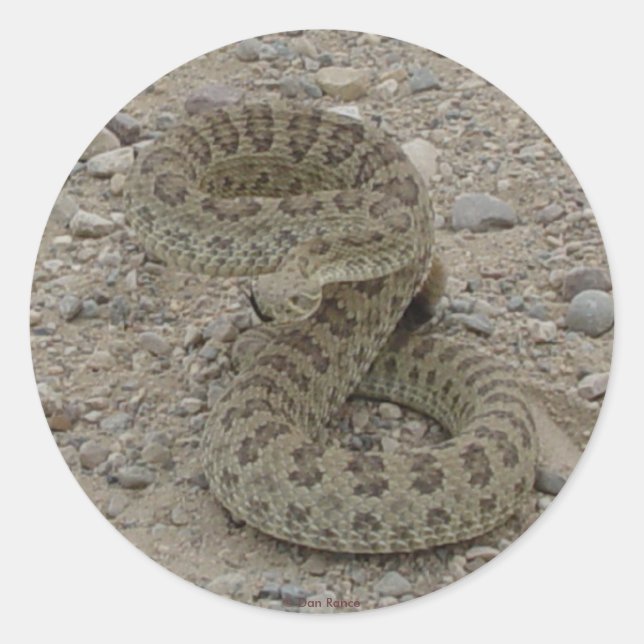 Pegatina Redonda R9 Prairie Rattlesnake Enrollado (Anverso)