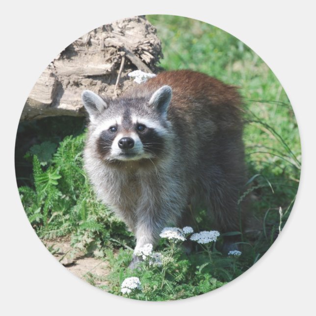 Pegatina Redonda Raccoon (Anverso)