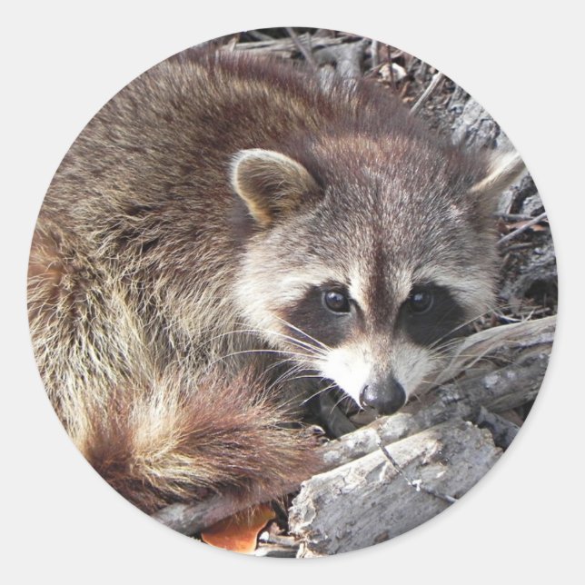 Pegatina Redonda Raccoon dulce