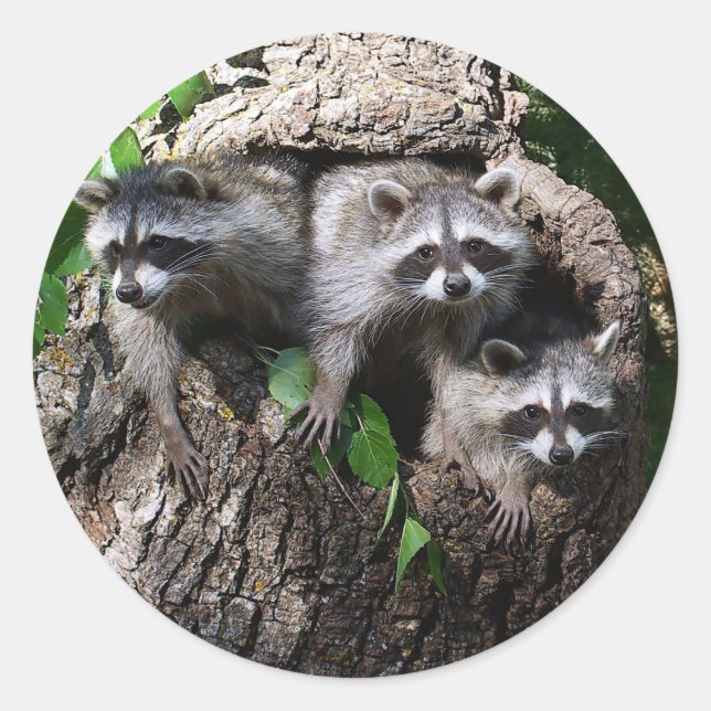Pegatina Redonda Raccoon - Los Tres Amigos (Anverso)