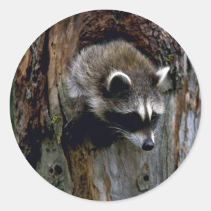 Pegatina Redonda Raccoon-Summer-younster en árbol hueco