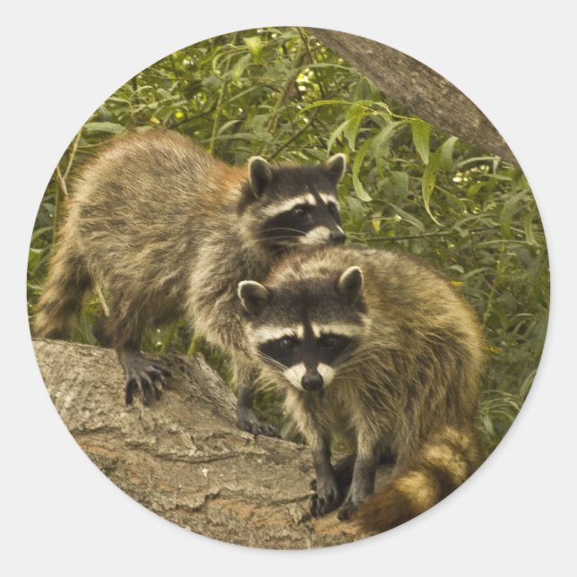 Pegatina Redonda Raccoons (Anverso)
