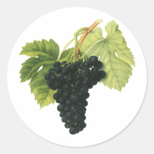 Pegatina Redonda Racimo de uva orgánica para vino tinto vintage, fr