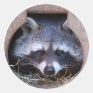 Pegatina Redonda RACOON MAPACHE by Jean Louis Glineur