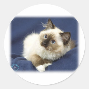 Pegatina Redonda Ragdoll Cat 9W082D-011